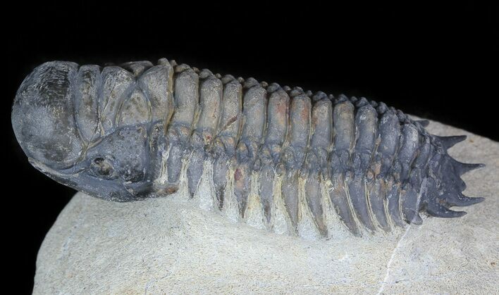 Crotalocephalina Trilobite - Foum Zguid, Morocco #45596